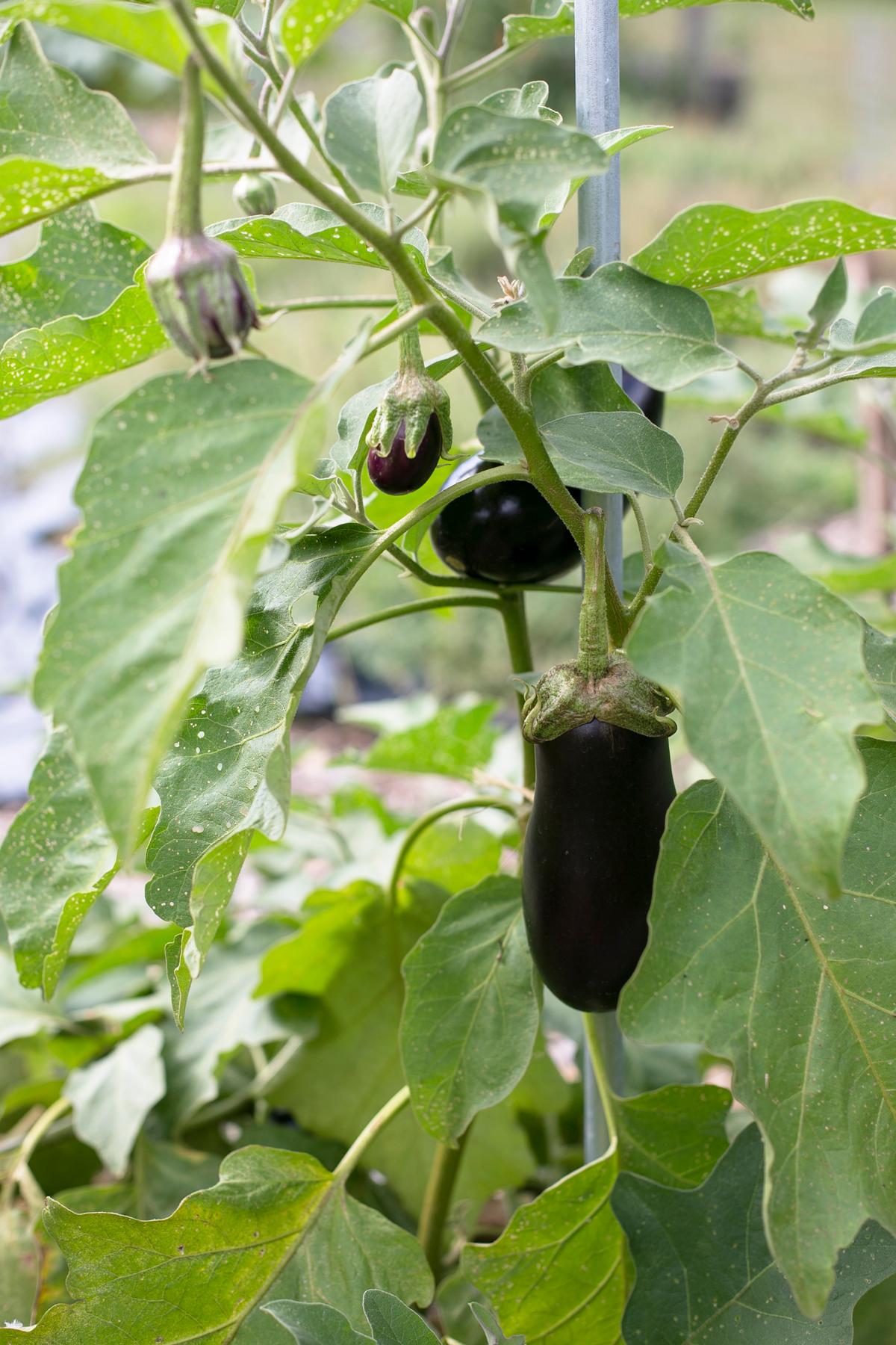 Why Is Growing Eggplants More Regulated Than Growing Humans?