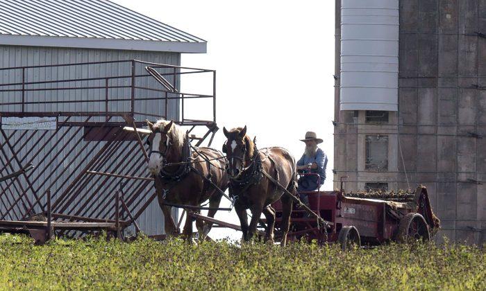 Former Ontario Amish Farmers Find Paradise on PEI