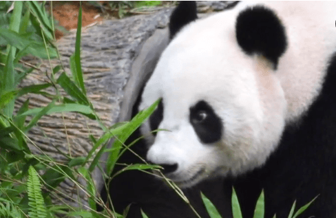 World’s Oldest Panda in Captivity, 38-Year-Old Jia Jia, Dies (Video)