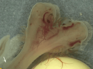 Scientists Stunned to Find Two-Headed Shark (Video)