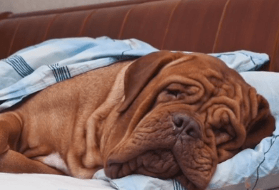 Harvard Expert Says Dogs Likely Dream About Their Owner When Sleeping (Video)