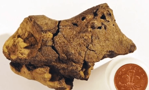 Brown Pebble Turns Out to be Fossilized Dinosaur Brain Tissue (Video)