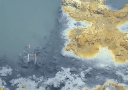 Scientists Find a ‘Jacuzzi of Despair’ in Gulf of Mexico (Video)