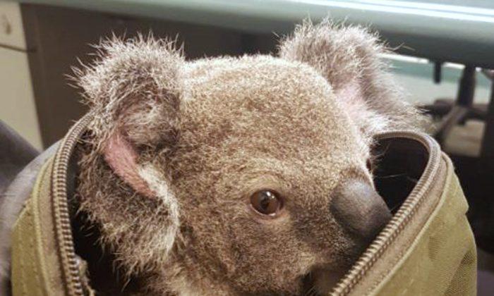 Police Arrest Woman on ‘Outstanding Matters’, Find Koala in Her Bag