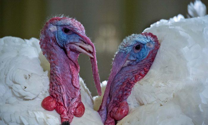 Turkeys Cause Power Outages in Oregon Town
