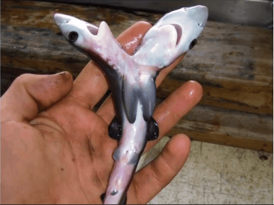 Increased Sightings of Two-Headed Sharks Baffle Scientists (Video)
