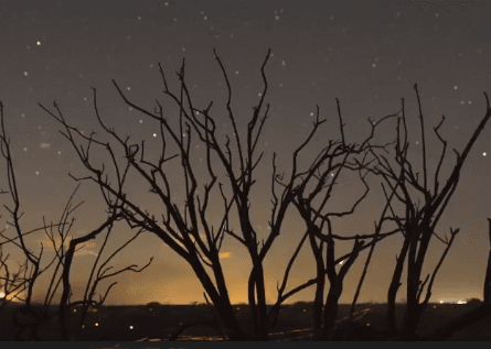 California Trees Dying at ‘Unprecedented’ Rate (Video)