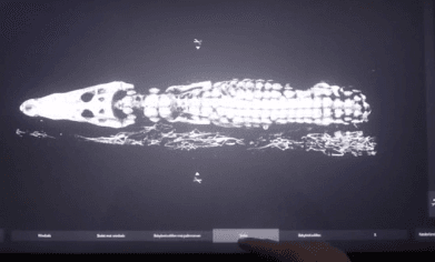 Dozens of Babies Found Inside 2,500-year-old Crocodile Mummy (Video)