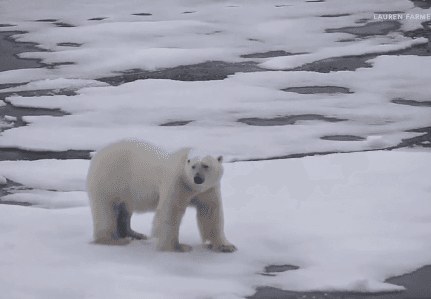Melting Arctic Ice Could Have Major Consequences for Earth (Video)