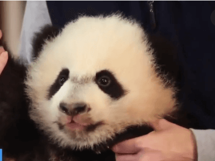 The National Zoo’s Baby Panda Is Recovering From Surgery (Video)