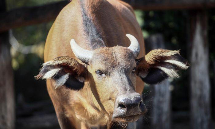 Deputy Fatally Shoots Bull That Trampled Rancher