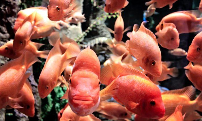 Photo Shows Why Pet Goldfish Shouldn’t Be Dumped in a River