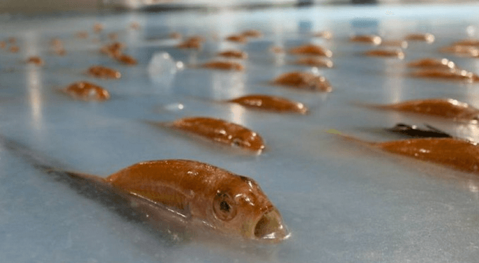 Japan’s Skating Rink Faces Backlash After Freezing Thousands of Fish into Ice (Video)