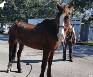 Malnourished Horse Needed Rescue After Being Ridden for Hundreds of Miles (Video)