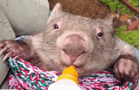 George, the Orphaned Baby Wombat, Becomes an Internet Sensation (Video)