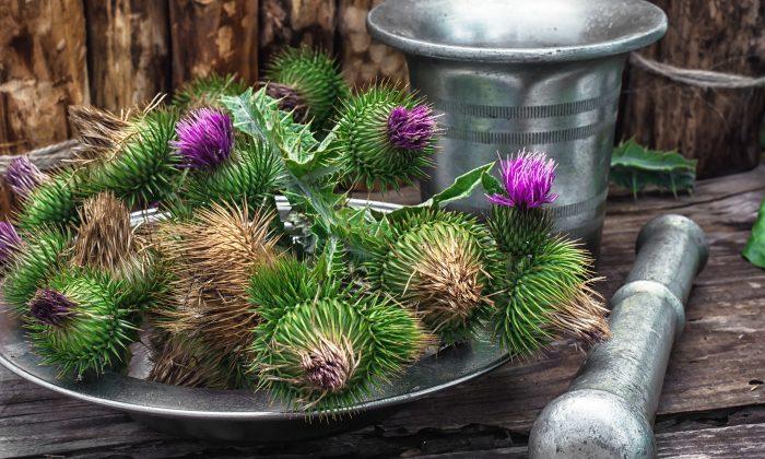Milk Thistle Heals and Protects the Liver and Acts as Poison Antidote