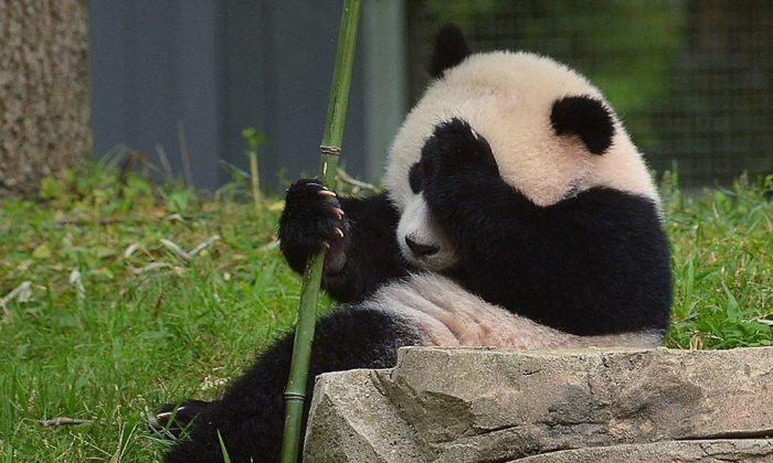 Chinese pandas adapt to their new Berlin home