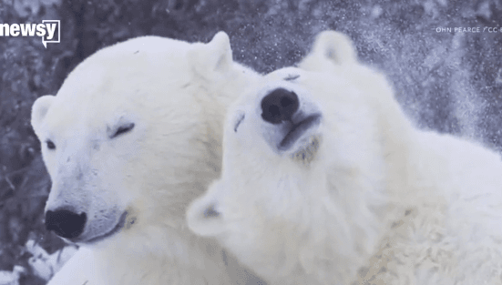 Polar Bear Population Faces Sharp Decline as Sea Ice Melts (Video)