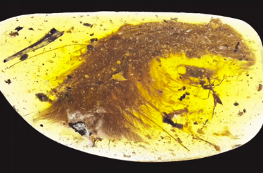 Researchers Find Feathered Tail of 99-Million-Year-Old Dinosaur Encased in Amber (Video)