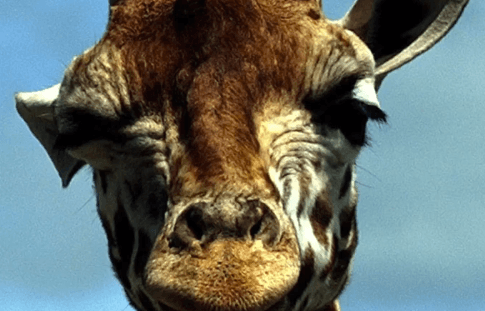 Giraffes Added to IUCN Red List of Threatened Species (Video)