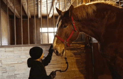 Meet Big Jake - The World’s Tallest Horse (Video)