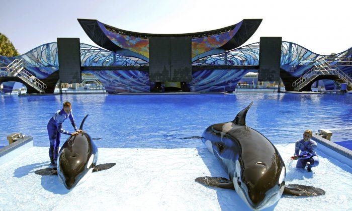 1st SeaWorld Park Without Orcas Opening in Abu Dhabi in 2022