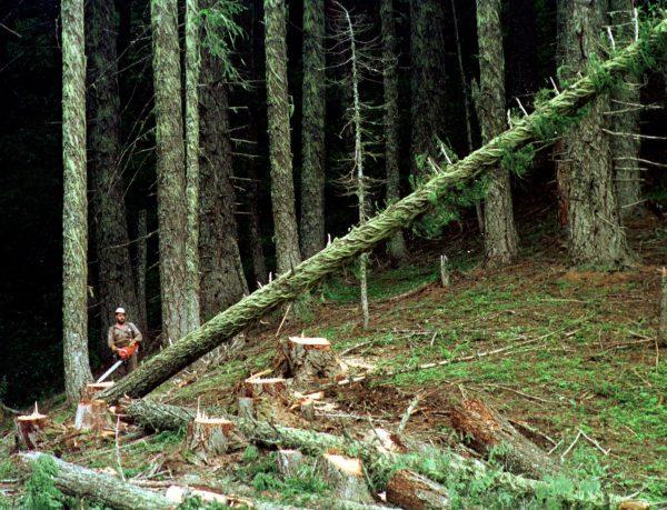A large fir tree heads to the forest floor after it is cut by a logger in the Umpqua National Forest near Oakridge, Ore. (AP Photo/Don Ryan, File)