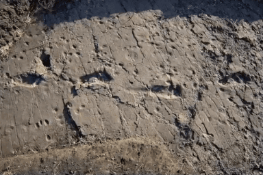 Scientists Discover 3.6-Milion-Year-Old Early Human Footprints (Video)