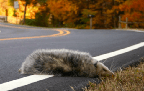 Animals Have to Cross More Roads Than Ever (Video)