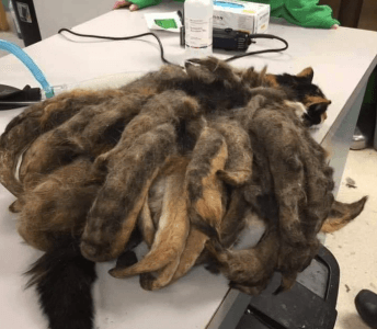 Neglected Cat Gets a New Lease on Life After Being Rid of Pounds of Tangled Fur (Video)