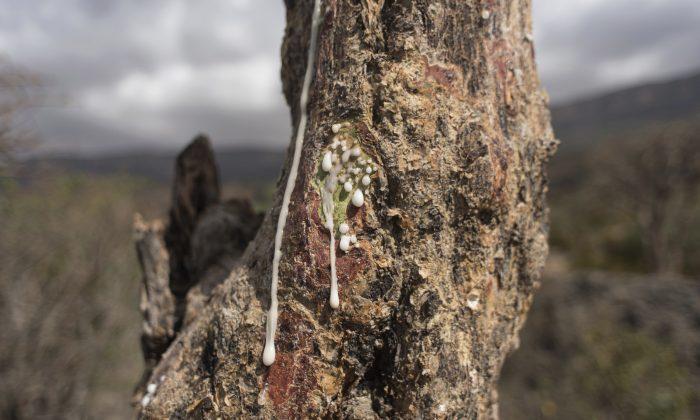 World’s Last Wild Frankincense Forests Are Under Threat