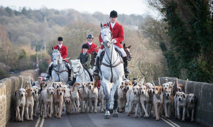 Countryside Alliance Challenges Labour’s Focus on Fox Hunting Ban Amidst Critical Rural Concerns