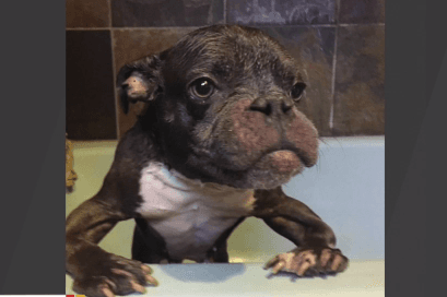 Rescue Dog Thrives Despite Dwarfism (Video)