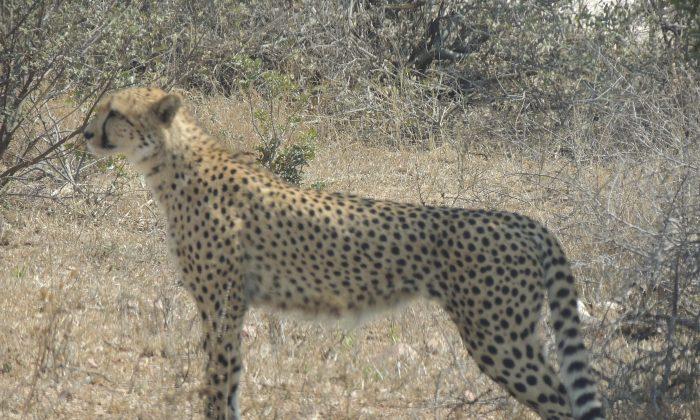 Cheetah Numbers Decline as African Habitat Shrinks