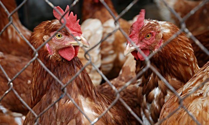 Gloomy Start to Year of Rooster as Bird Flu Hits South Korea