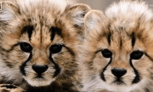 Cheetahs Are Dangerously Close to Becoming Extinct (Video)