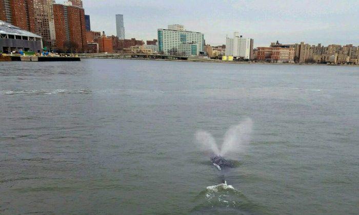 Police: Whale Spotted Swimming in New York City’s East River