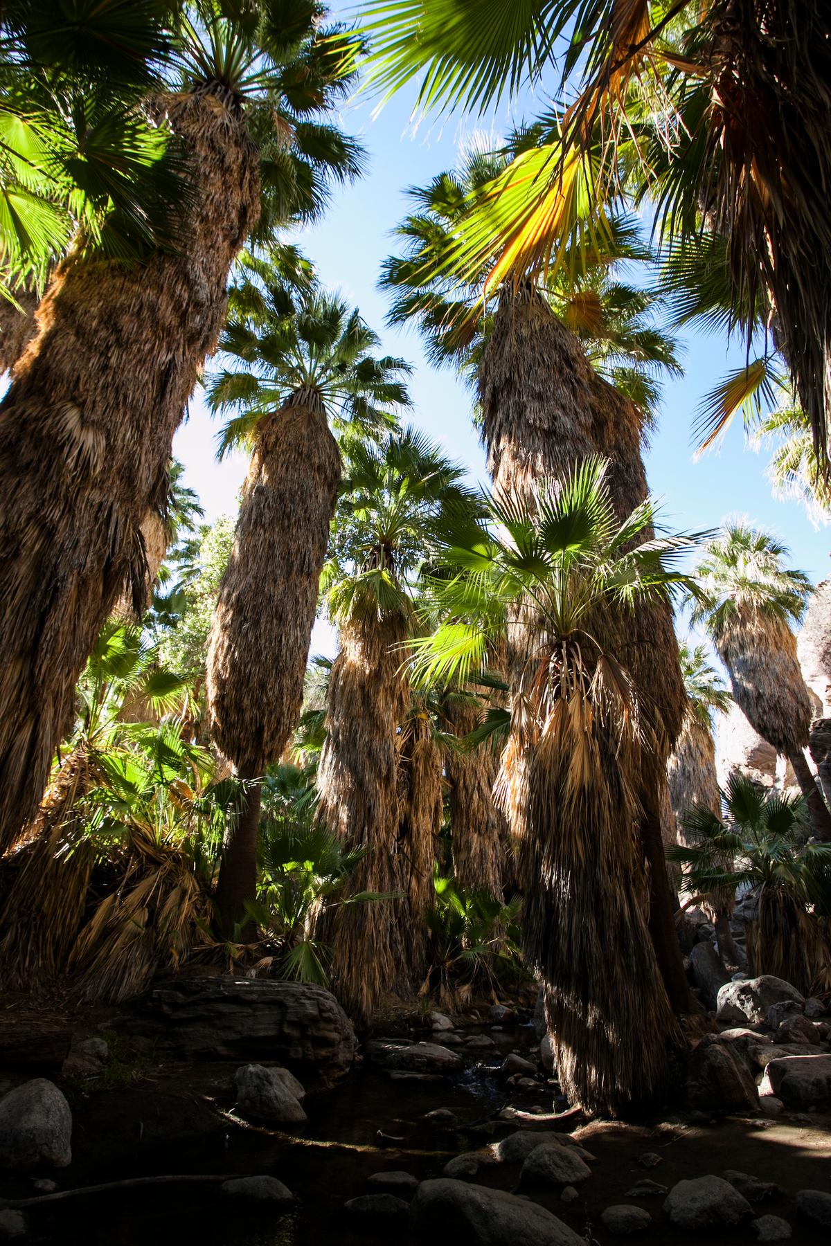 A canyon in Palm Springs, Calif. (Channaly Philipp/The Epoch Times)