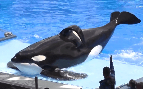 Famous SeaWorld Killer Whale Tilikum Has Died (Video)