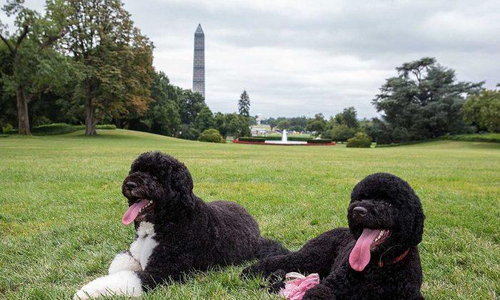 Report: Sunny, Obama’s Dog, Bites Woman at White House