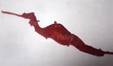 Elusive Ruby Seadragon Captured on Camera in The Wild (Video)