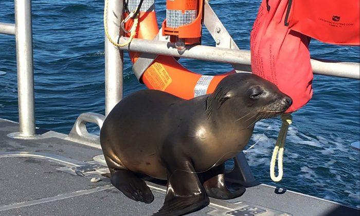 Cutest Captain: Sea Lion Caught in Fishing Gear Hops on Boat