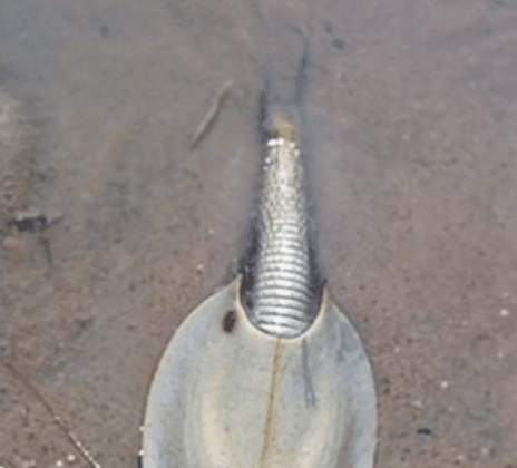 ‘Alien’ Shrimp Emerges in Australia After Heavy Rain (Video)