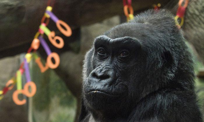 60-Year-Old Gorilla, 1St to Be Born in a Zoo, Dies in Ohio