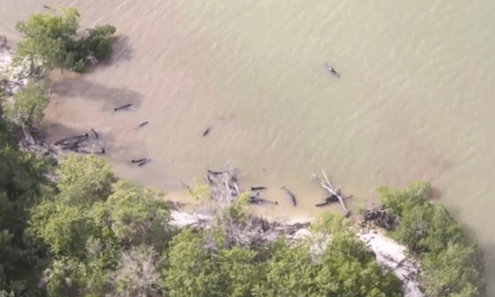 Over 80 Dolphins Found Dead off Florida Coast (Video)