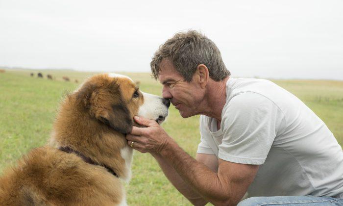 American Humane investigating treatment of dog in film