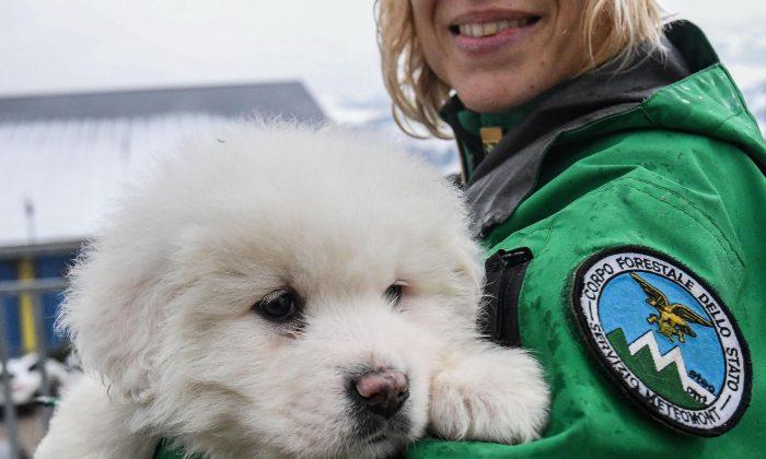 3 Dogs Give Avalanche Rescuers Hope but 20 People Missing