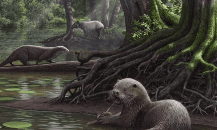 Researchers Identify Previously Unknown Species of Wolf-Sized Otter (Video)