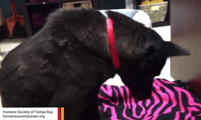 Rescued Dog Sleeps Standing Because She Doesn’t Know How to Use a Bed (Video)