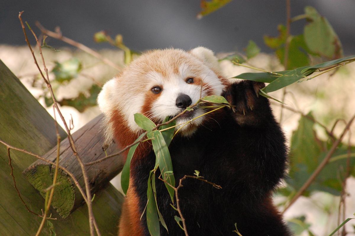 Virginia Search Continues for Red Panda, Absconder of Zoos